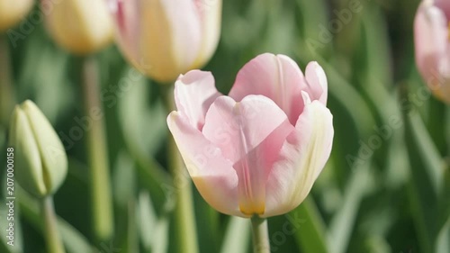 花の開花 / タイムラプス / 美しい成長記録
春の開花 / マクロ撮影 / 神秘的な生命力
つぼみから開花へ