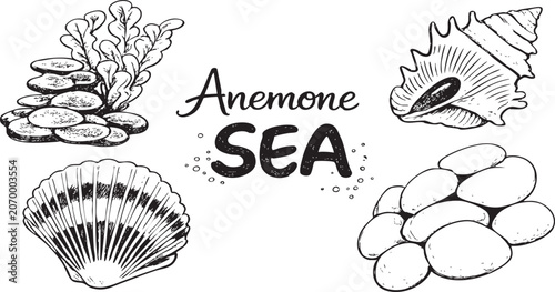 Photos Whiteboard marker illustration featuring a collection of anemone sea elements including seaweed, conch shell, scallop shell, pebbles, and underwater natural objects