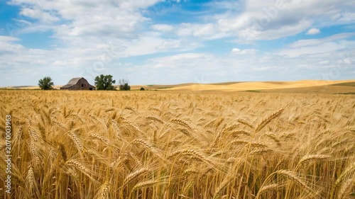 Golden wheat field under a blue sky with soft clouds, capturing agricultural landscape, harvest season, and rural countryside serenity.