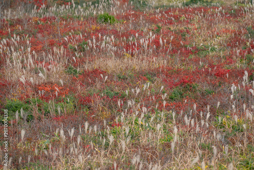 Autumn field with silver grass and red shrubs