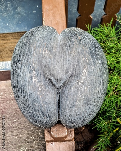Lodoicea maldivica commonly known as the sea coconut, coco de mer, or double coconut is a monotypic genus in the palm family. Plant is endemic to the Seychelles.