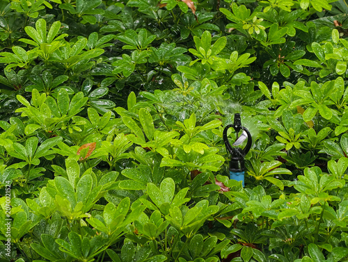 green leaves on the tree