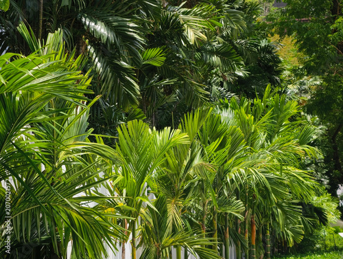 green leaves on the tree