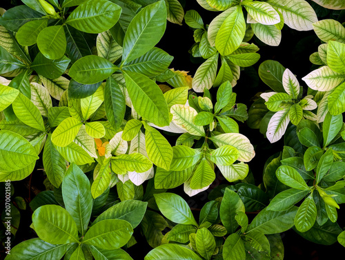 green leaves on the tree