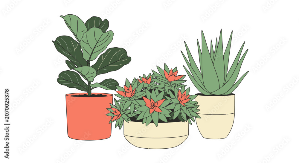 Fototapeta premium Three potted houseplants with green leaves and colorful flowers.