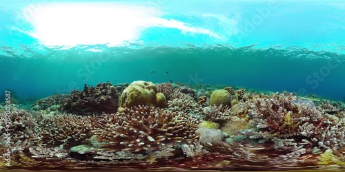 Underwater fish garden reef. Reef coral scene. Seascape under water. Virtual Reality 360.