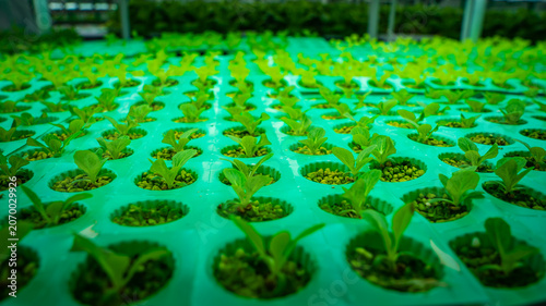 Photos Close-up of sprouting leafy greens in a hydroponic indoor farm, with young seedlings growing in evenly spaced tray openings under soft blur
