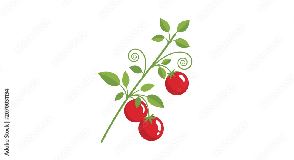 Obraz premium Branch of a tomato plant with vibrant red ripe fruits and green leaves growing on a curved vine in a sunny vegetable garden.