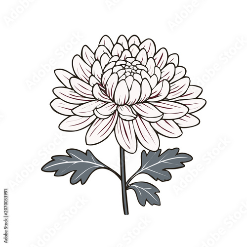 Chrysanthemum flower line art vector illustration
