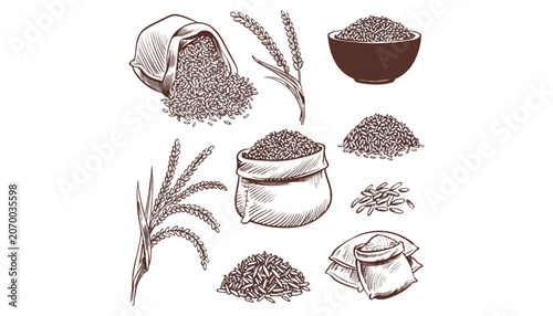 Rice grain harvest hand drawn sketch collection