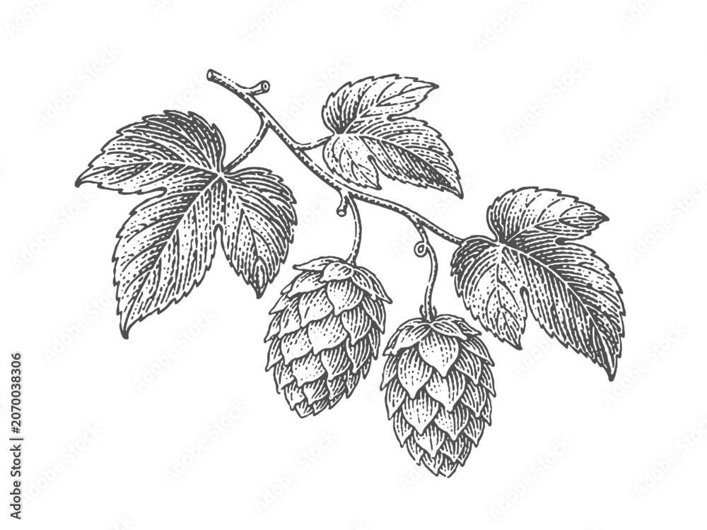 Naklejka premium Hop cones and leaves on a branch. Vintage woodcut engraving style vector illustration.