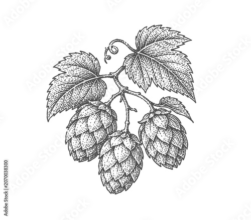Fotografie Hop cones and leaves on a branch