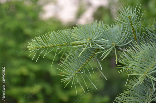 Picea pungens tree branches with new spring-summer spruce.Nature, springtime ,summertime ,natural environment, growing conifer trees, landscaping christmas trees , concept .