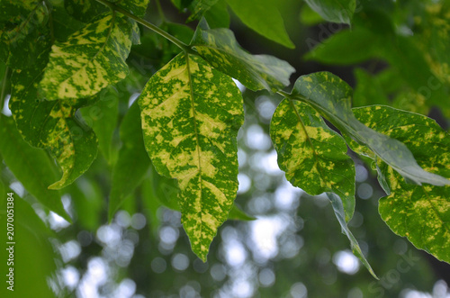 Pennsylvania Fraxinus pennsylvanica 'Aucubifolia', ash tree branches with variegated green - yellow spoted leaves. Closeup , outdoors, landscaping concept. Free copy space.
