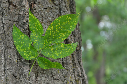 Pennsylvania ashtree, Jesion pensylvanicus 'Aucubifolia' tree trunk and variegated green- yellow leaves. Closeup , outdoors . Nature ,summer , natural environment. 