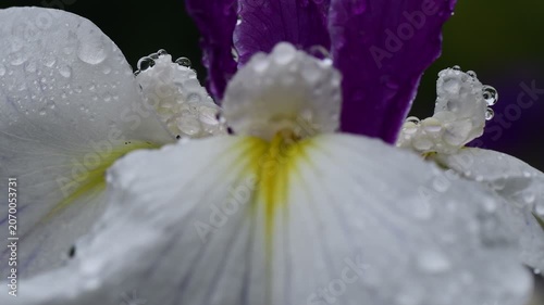花びらの水滴