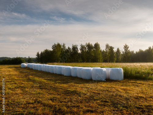 White plastic bale of hey are standing on a grass field in rural country side area. Farming and agriculture industry. Warm summer time mood and feel. Barn yard animal feed.