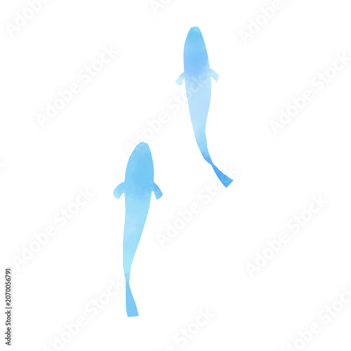 青い魚の水彩風イラスト素材 上から見た2匹の涼しげな手描きカット