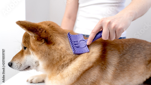 Foto Soft purple brush glides over calm dog's fur
