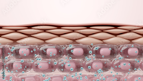 Fotografija Healthy Skin Layer Cross Section with Plump Hydrated Cells Retaining Moisture