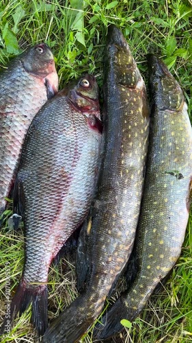 Freshly caught pike, carp, and perch lying on green grass after fishing. Concept of recreational angling, freshwater fish catch, outdoor leisure, and traditional fishing activities.