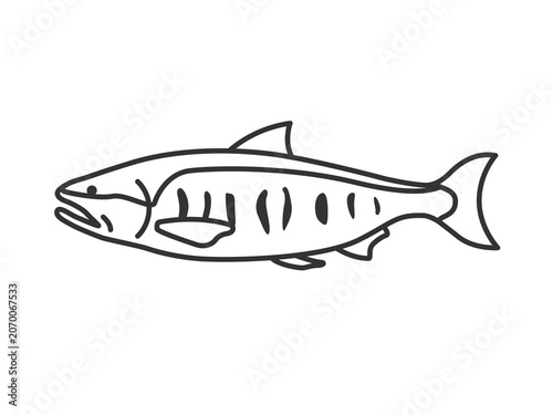 鮭（線画）のイラスト