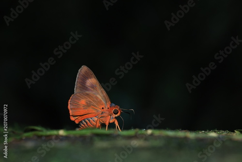 Burara oedipodea (The Branded Orange Awlet) 
The butterfly is not rare in montane forests . Males frequently come to the banks of streams and puddles to suck water.
Pang Sida National Park ,THAILAND