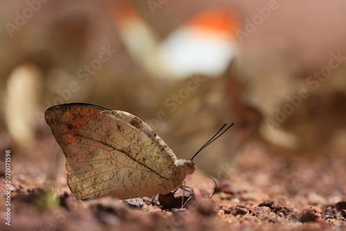 Hebomoia glaucippe (Great Orange Tip)  ,is a butterfly belonging to the family Pieridae, that is the yellows and whites. 
Pang Sida National Park in Sa Kaeo Province, Thailand.