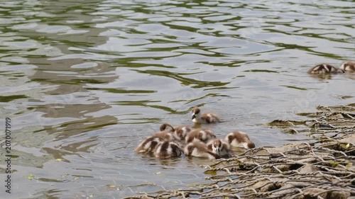 Ducklings are seen swimming and exploring the water's edge, interacting with their environment and each other in a serene river setting