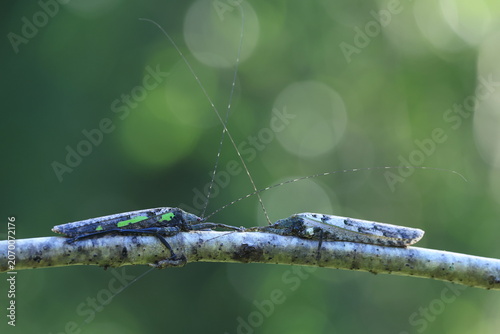 Asian Bark Katydid (Sathrophyllia rugosa) is a large,  master of camouflage. Renowned for its incredible resemblance to tree bark and lichen.
Pang Sida National Park in Sa Kaeo Province, Thailand.