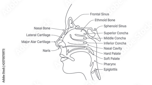 Photos Human nose anatomy labeled diagram.