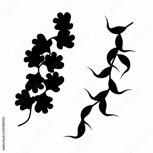 Vector silhouette of tropical creeper grass plant on white background. Great for wedding design needs.