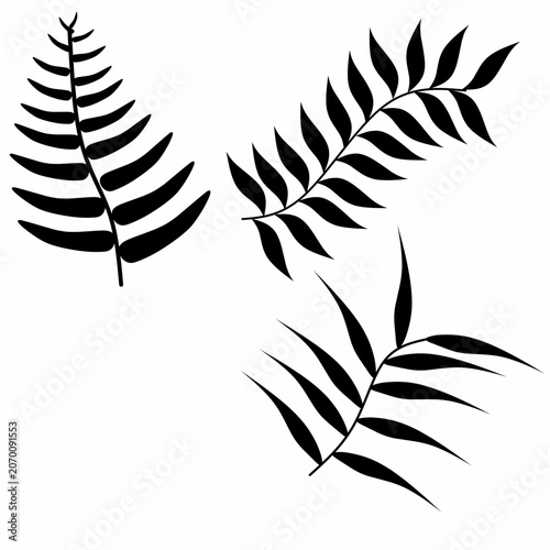 Vector silhouette of a fern plant on a white background