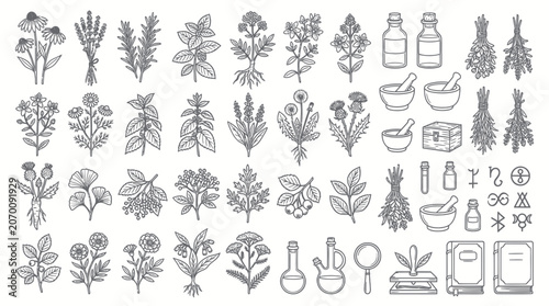 Cuadro en lienzo Botanical herbal set with medicinal plants and apothecary equipment