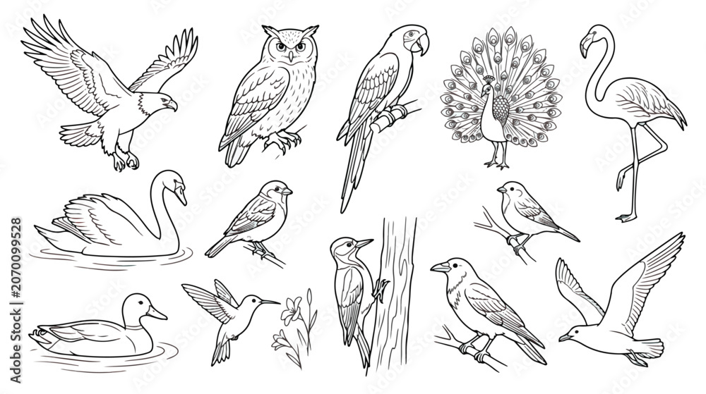 Fototapeta premium Hand drawn bird illustration set, collection of 13 avian species line art vectors, black and white bird sketches for coloring books and nature education