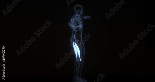 Biceps femoris muscles in human body. X Ray. Loop