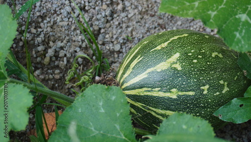 Foto green pumpkin fruit and large leaves