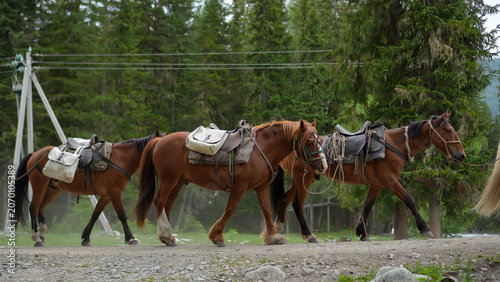 Obraz na plátně High-angle wide portrait of a pack horse train with luggage saddles walking on a remote country dirt road in Altai