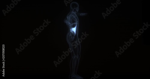 Transverse abdominal muscle in human body. X Ray. Loop