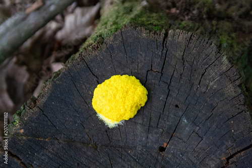 Bright yellow Fuligo septica slime mold on a dark decaying tree stump in the forest