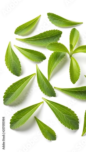 Stevia Leaves Scattered on White Background.