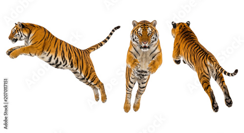 Three views of jumping orange tiger isolated on transparent background