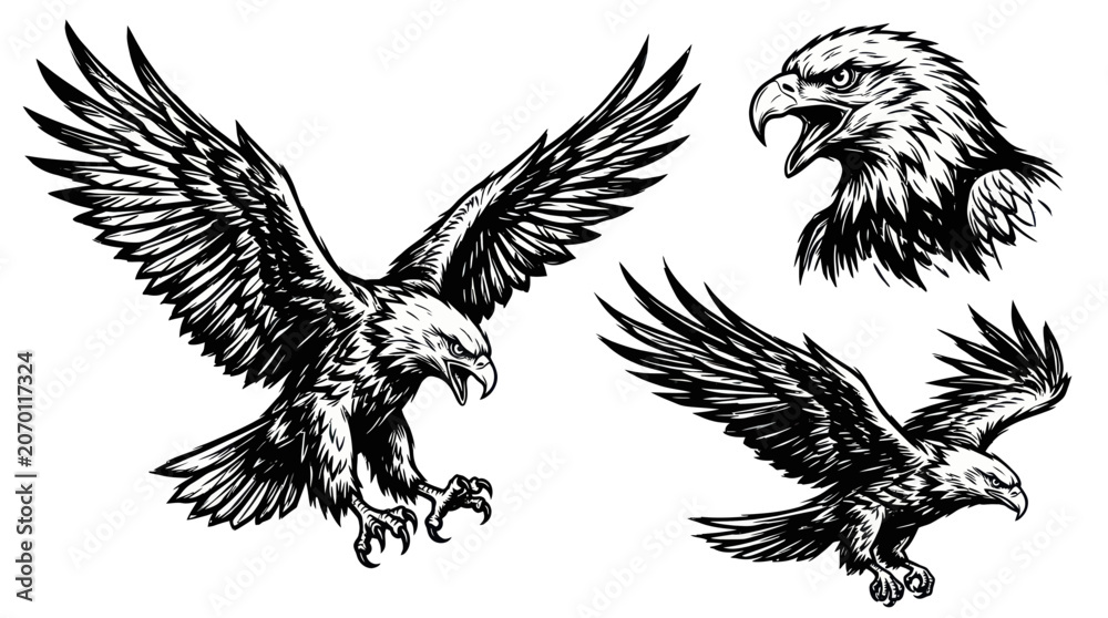 Fototapeta premium Majestic Eagle Illustrations - Soaring Bird of Prey and Head Portrait
