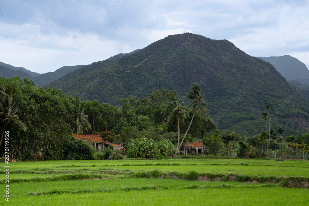 Obraz premium Rural houses with tiled roofs nestled among palm trees below a large green mountain peak.