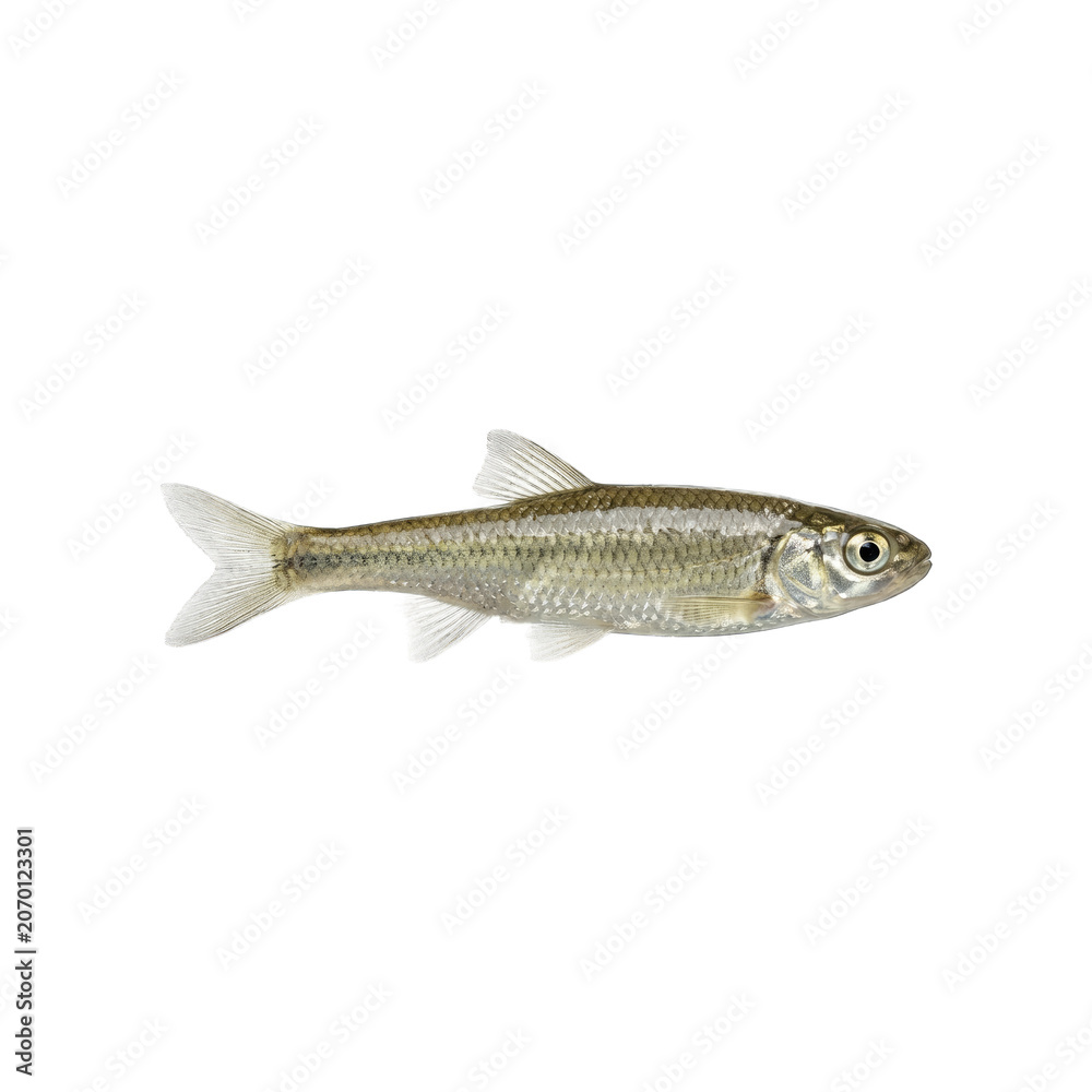 Naklejka premium Small silver minnow fish