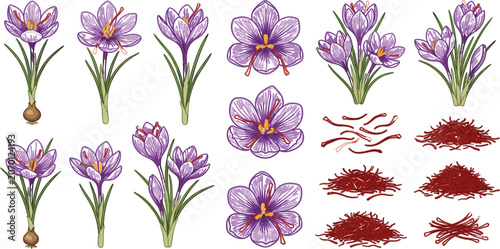 Cuadro en lienzo Detailed Saffron Flower and Crocus Sativus Botanical Vector Illustration Collect