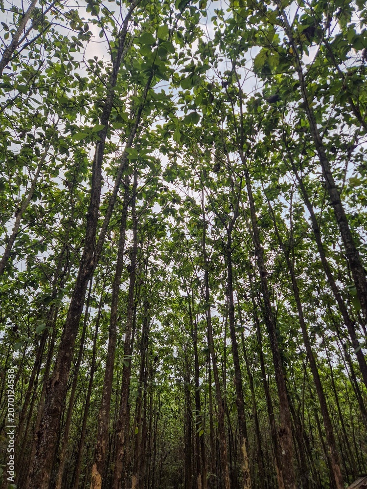 Fototapeta premium Low Angle View of a Lush Green Teak Forest Canopy Creating a Serene Nature Atmosphere under a Bright Sky