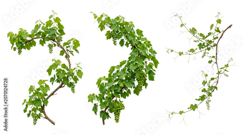 Grapevine branches with green leaves and small grapes isolated on transparent background.