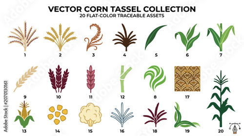Photos Vector corn tassel collection, 20 flat-color traceable assets of maize plants an