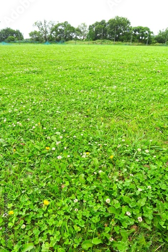 シロツメクサの花咲く初夏の除草された江戸川河川敷の野原風景